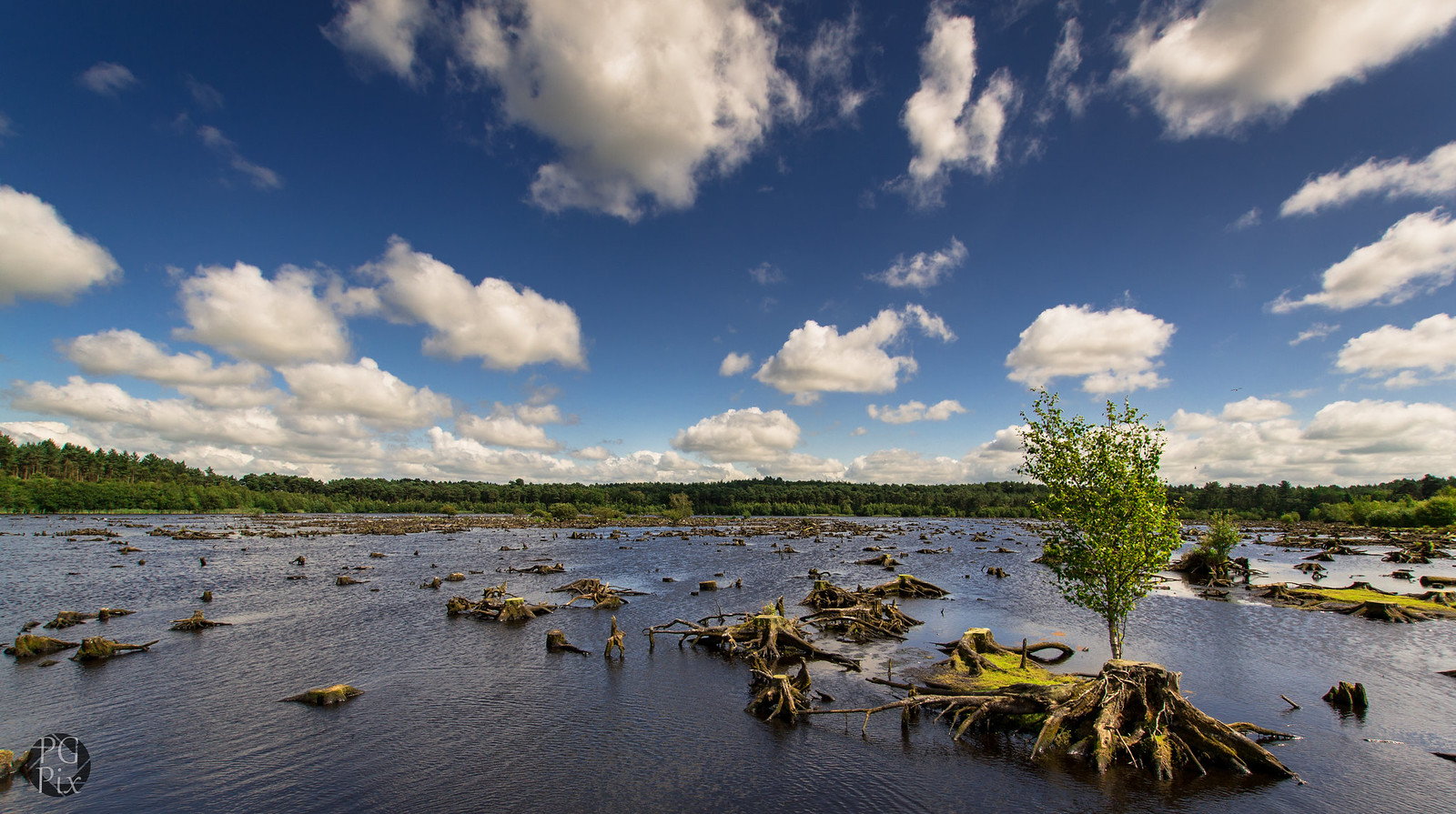 delaere forest cheshire