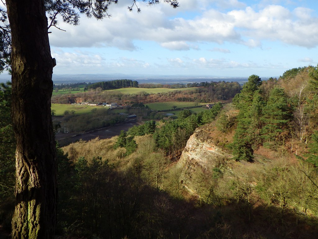 delaere forest cheshire