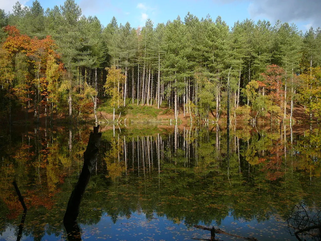 delaere forest cheshire